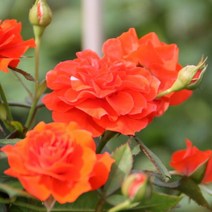 충주원예조경 / 유럽 / 사계덩쿨장미 / 오렌지 메이안디나 / 80cm(전후) / 개화주, 주