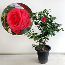 대성식물 동백나무 키우기 겨울꽃 대형 빨간꽃, 1개
