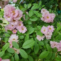 착한가격 나무생각 / 사계 명품 독일 줄장미 / 보니 / 개화주, 주