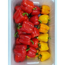 야채왕 예쁜이 파프리카 혼합 1kg 빨강 노랑 (4~7개)