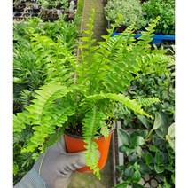 트리바이제이 보스톤고사리 반려식물 플랜테리어 실내공기정화식물, 보스톤고사리 1+1 (5%할인)