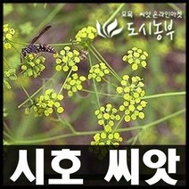 맥문동/맥문동씨앗/약초/씨앗/도시농부/100립판매