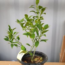 레드향 나무 (결실주) 화분 #38614021EA, 쏘르치 본상품선택