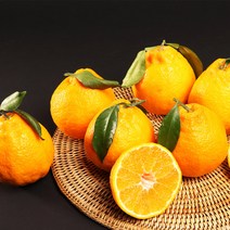 산지직송 제주 한라봉 10kg 51-59과 가정용 제주연가