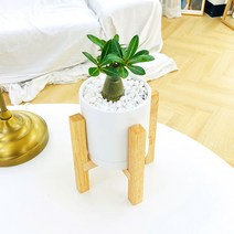 앙플랜트 우드스탠드 소품 공기정화식물 set, 석화사막의장미/플라스틱 기본 포트