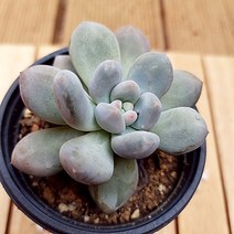 후레뉴 다유기 키우기 쉬운 다육식물1-40, 단품, 상세페이지 참조