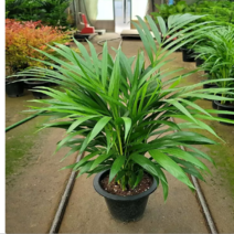 아레카야자( 밥좋아요), 1개