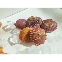 대연수산 통영/고성 깨끗한 홍가리비, 1kg, 3개