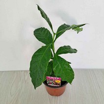 러브코리아 커피나무키우기 커피나무 열매 꽃피우기, 단품