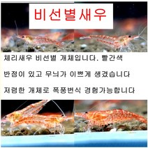 취미용 초보용 체리새우(비선별) 10마리, 1g