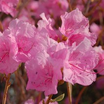 목하원예조경 진달래나무 묘목 (진달래꽃) 개화주 분묘(1주)