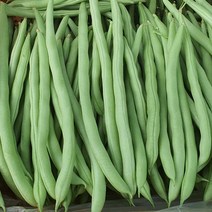 보령댐 그린빈스 베트남, 1박스, 1kg