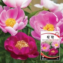 꽃씨몰 작약종자 작약꽃씨 꽃씨앗 10립