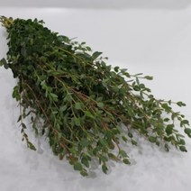 파블로 (유칼립투스) / 고속터미널꽃시장 꽃도매 서리풀플라워, 1개