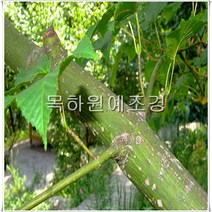 벌나무 묘목 산청목 (산겨릅) 1년생특묘, 1개