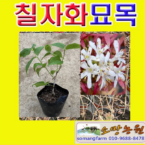 (D소망)칠자화나무묘목(4치 포트) 3그루, 1개