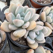 [올식스] 오팔리나 G 다육식물 플랜테리어 반려식물 공기정화식물 개업화분