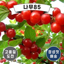 (나무85) 앵두나무 묘목 2종, 3. 앵두 결실주 분, 1개