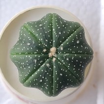 13.스타쉐이프 아스트로피튬 슈퍼투구 가시없는선인장 미니선인장, 1개