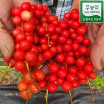 강원도 홍천 무농약 생 오미자 10kg 5kg 세척오미자 햇오미자 오미자청 오미자설탕절임 당절임 2023년, 세척생오미자 완전익음 10kg(페트통)