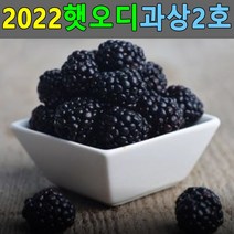 2022 오디 5kg 과상2호 뽕나무열매 오디생과 오디열매, 감사합니다 본상품선택