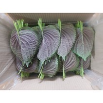 경산와촌 깻잎 찹찹이 깻잎장아찌용 당일수확 직송 500g 1kg 2kg(평일2시주문시까지 당일발송)