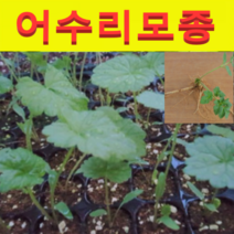 (T소망)어수리모종(2년차 종근)20개