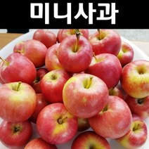 미니사과나무 묘목 루비에스 R3cm 결실주(분) 1개