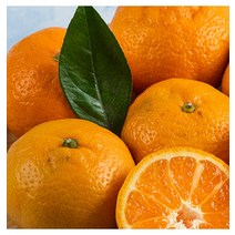 영화청과 특급 귤 4kg 청 만들기 하우스 노지 조생 타이벡 농장 농원 제주도 시세 재배 나무