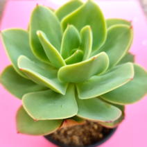 비취후리데 자연 예쁜 다육 랜덤1-45, 단품