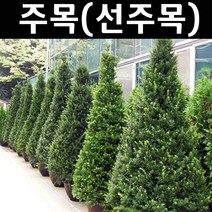 선주목 나무 묘목 실생4년 플러그묘 3개/정원/공원/조경수