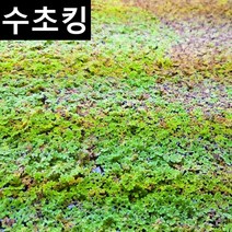 [수초킹] 키우기 쉬운 초보수초 만강홍 (부상수초) / 수초맛집, (특가) 약 150잎