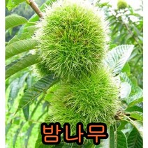 밤나무 접목1년특묘3그루 나무 묘목 유실수 과일나무 과실수 밤나무