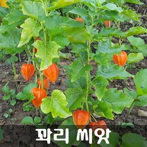 [해피플라워] 꽈리 씨앗 100립 / 봄 파종 꽃씨