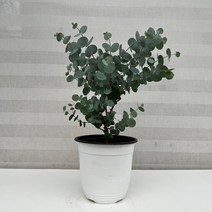 [다은꽃농원]비염에 좋은 유칼립투스 실버딜러(중)키우기쉬운 실내공기정화식물 실내인테리어식물