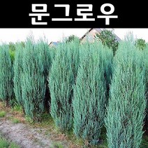 문그로우 나무 묘목 삽목1년 뿌리 특묘 3개/정원/공원/조경수