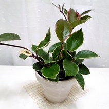 환희호야 행잉 공중 덩쿨 인테리어 키우기 쉬운 식물 독일화분, 단품, 1개