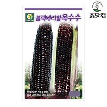 블랙베리 찰옥수수 씨앗 70립 자색 옥수수 안토시아닌 + 네임택, 단품