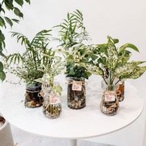 수경재배식물 싱그러운 인테리어 화병 식물, 3.엔조이스킨, 2.플레어