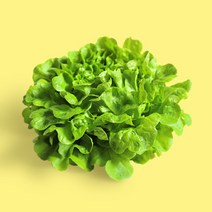 단품 당일수확 연중생산 쌈채소 유럽 샐러드 채소 멀티버터헤드 데카르트 120g