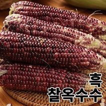 2023년 수확한 쫀득하고 맛있는 흑찰 옥수수 [ 18cm 이상 특품 ], [특품]10송이