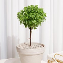 바질트리 1개 화분포함 독일토분15G 식용가능 외목대, 받침포함 11호(크림)