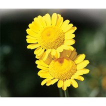 꽃씨앗 골든 케모마일 (1000립) -일년초
