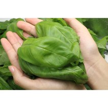 바질 250g 쓴맛 적은 바질 페스토 만들기 좋은 스마트팜 직접재배 그린바질, 바질생잎250, 1개