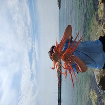 특산팔도 선주직송 당일조업 포항 구룡포 제철 연지홍게 3kg 6kg 9kg 자숙홍게 수율보장 가성비 프리미엄 붉은홍게 박달홍게, [수율 70%이상] 고급 연지홍게 자숙 9kg, 1개