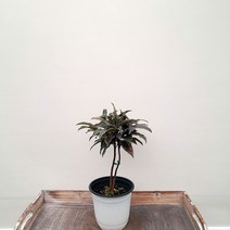 [꽃파는농부] 재복을 부르는 홍공작 (칼라만냥금)