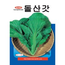 (씨앗) 돌산갓 - 갓 - 여수갓 - 맛있는 갓김치용 돌산갓 씨앗 종자 - 소포장 텃밭용 - 20g