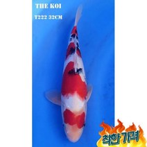 비단잉어 대정삼색 T222 32cm연못용금붕어잉어민물고기열대어황금비단잉어