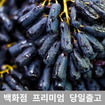 [특등급] 블랙사파이어1kg 가지포도 크림슨 샤인머스켓 청포도 샤인머스캣 수입포도 김천샤인머스켓 포도가격 씨없는포도 거봉포도 씨없는청포도 애플포도 코튼캔디포도 캠벨포도 적포도, 1kg