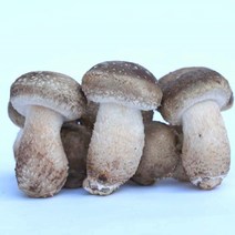 [특가할인]젊은농부 (정품 송화버섯 +송화버섯차10개입증정행사)면역력 노마진 안성 평택 농장직영 맛과향 비교불가 당일수확 실속형 일키로 영웅버섯 가정용, 실속형2kg+송화버섯차10개입(증정), 1개